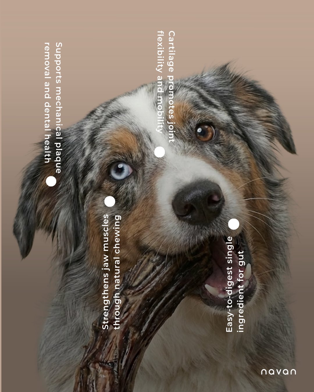 Diagram showing benefits of NAVAN chews radiating from an Aussie shepherd