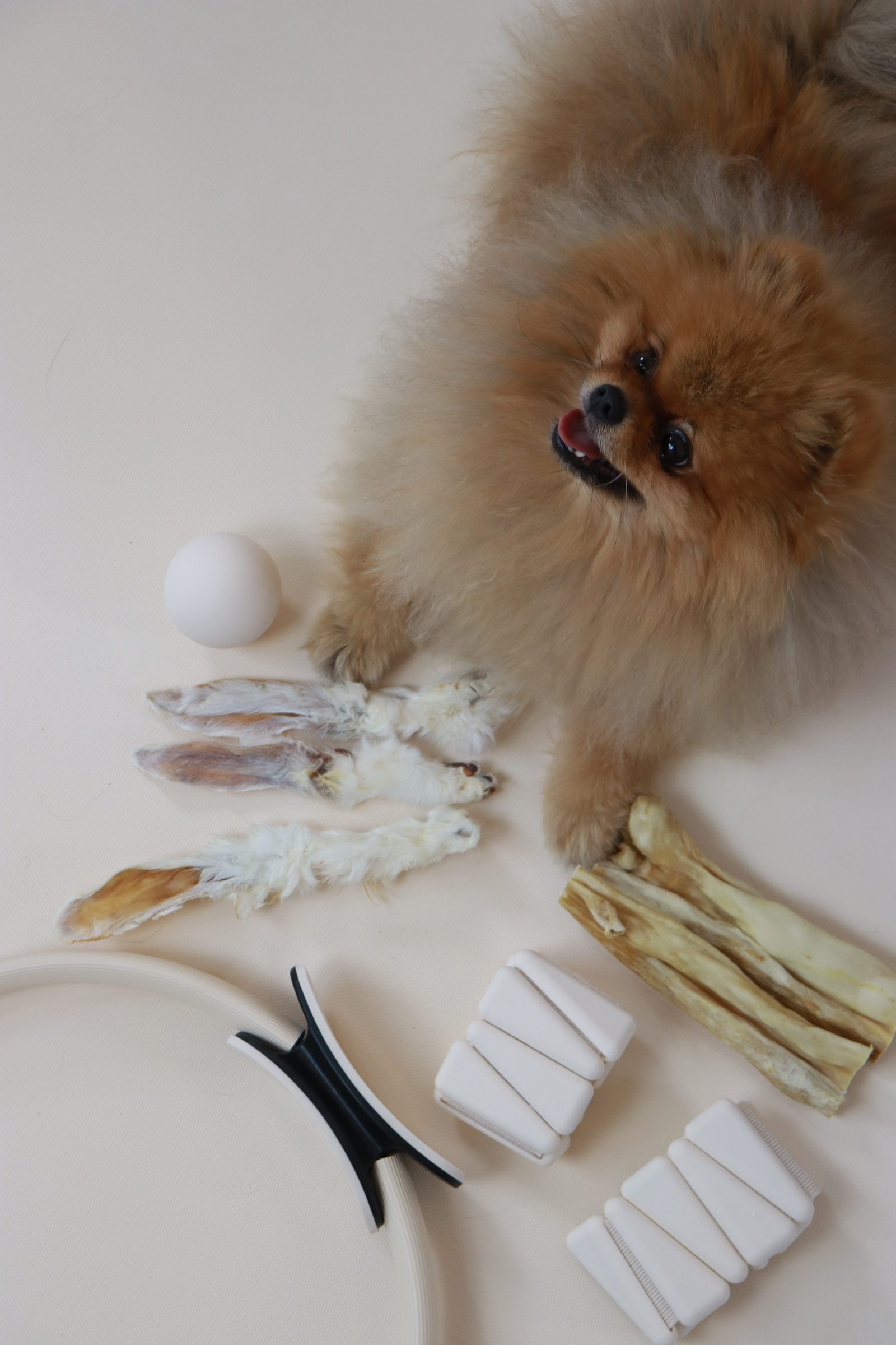 small pomeranian inspecting an assortment of single-ingredient chews