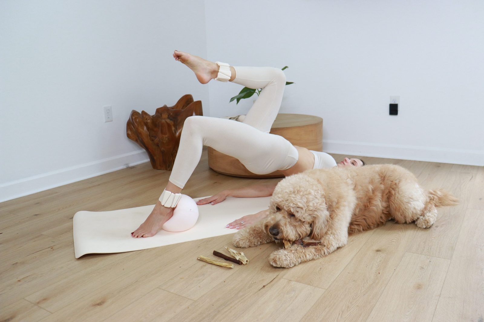 aussie shepherd with chew — dental health article preview