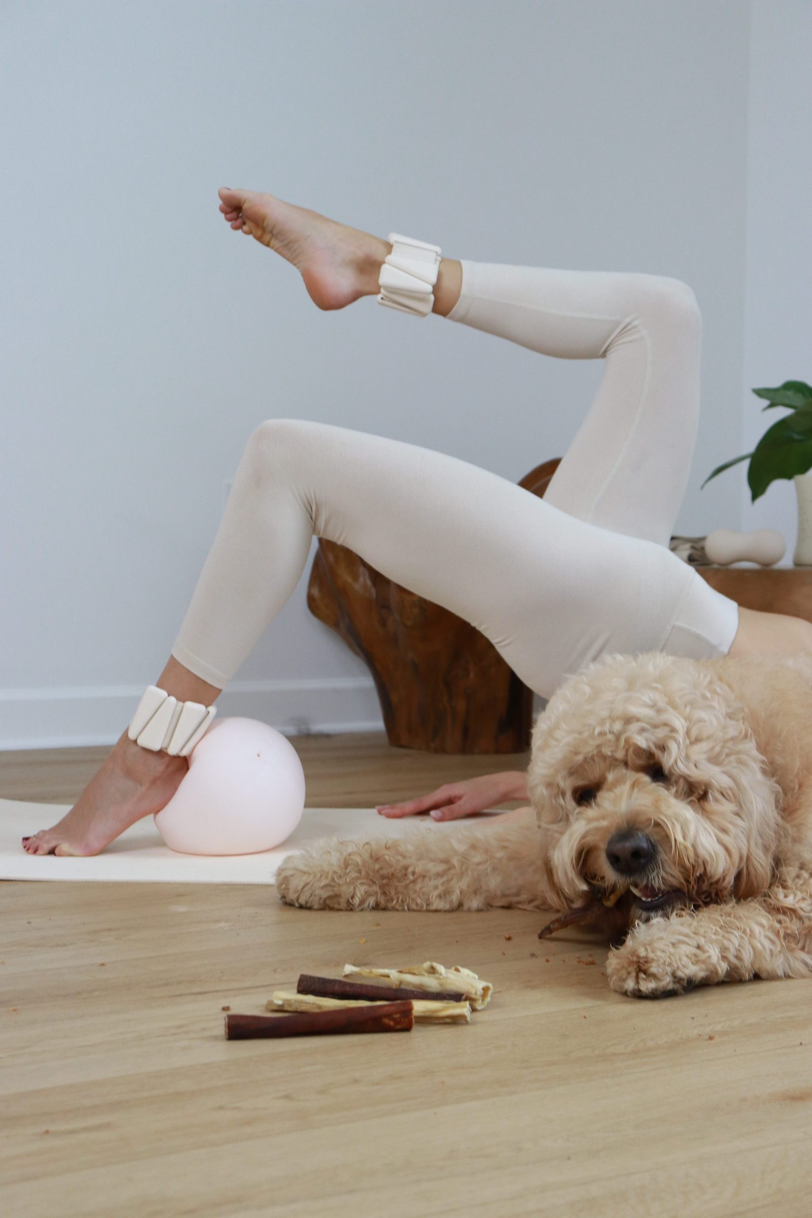 Aussie shepherd with chew — dental health article preview