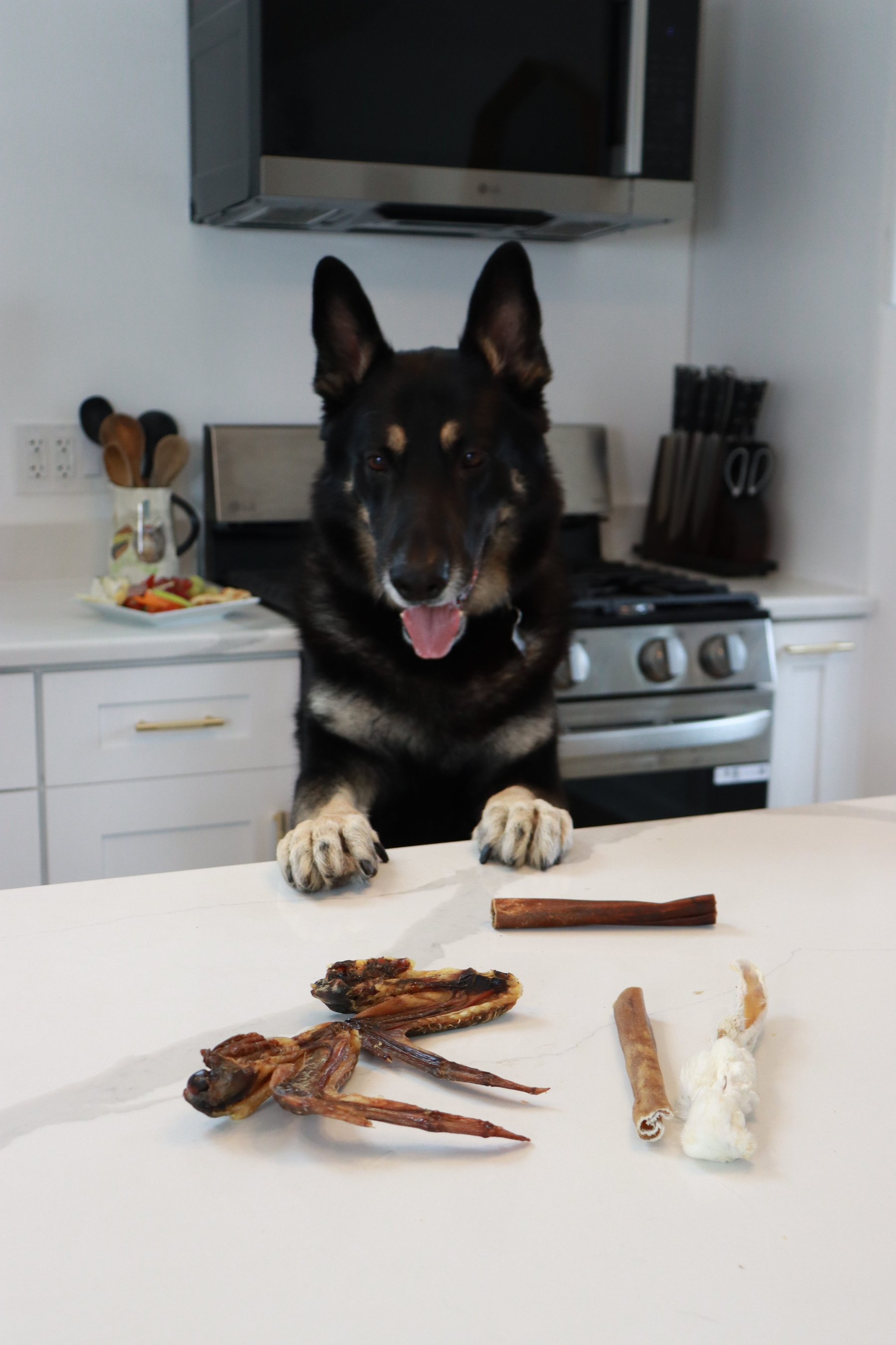 german shepherd at the counter with the endurance chews