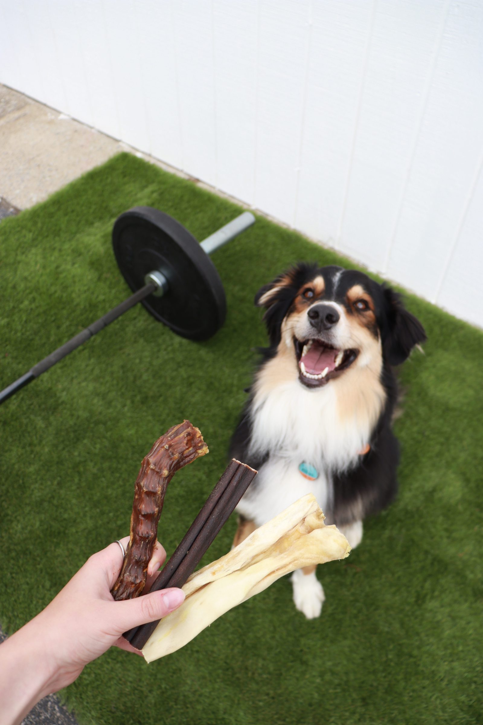 aussie shepherd looking up, mouth open, teeth visible — what to look for in your dog's mouth