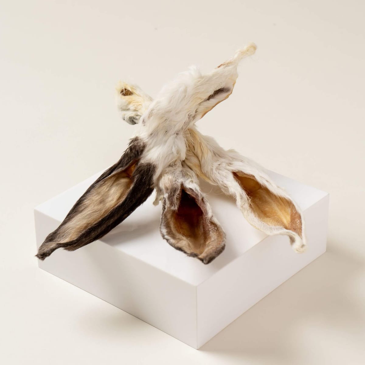 Whole dehydrated rabbit ears — a single-ingredient dental chew