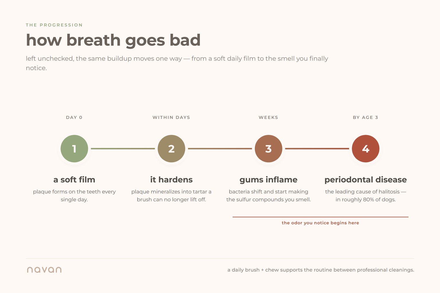 a timeline of how dog breath goes bad: soft plaque forms on day 0, hardens into tartar within days, then over weeks the gums inflame as bacteria produce the sulfur compounds behind the odor, and by age three it becomes periodontal disease in roughly 80% of dogs