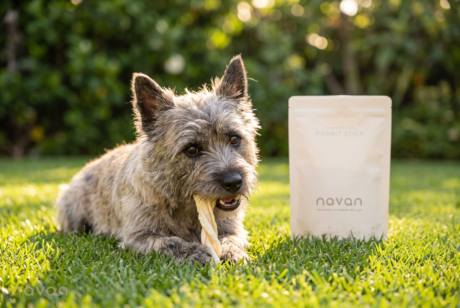 a healthy, alert cairn terrier on a sunny backyard lawn gnawing a pale twisted navan rabbit stick chew, beside the rabbit stick pouch