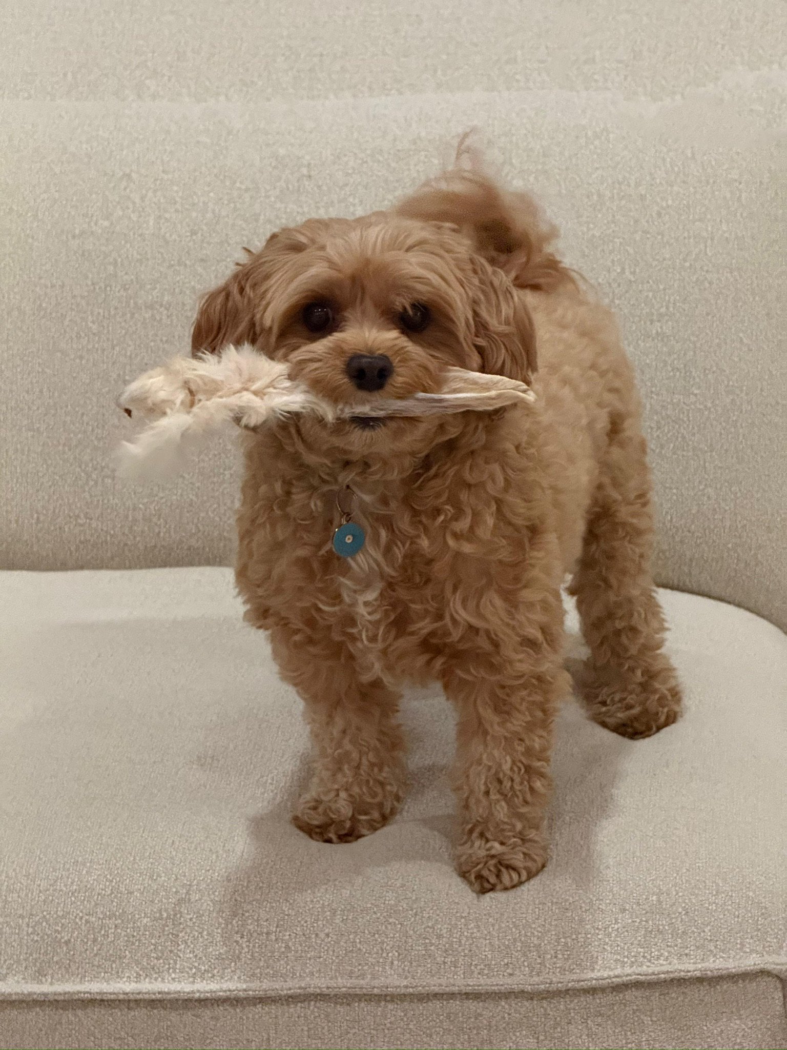 Small cavapoo with rabbit ears — picky dog article preview