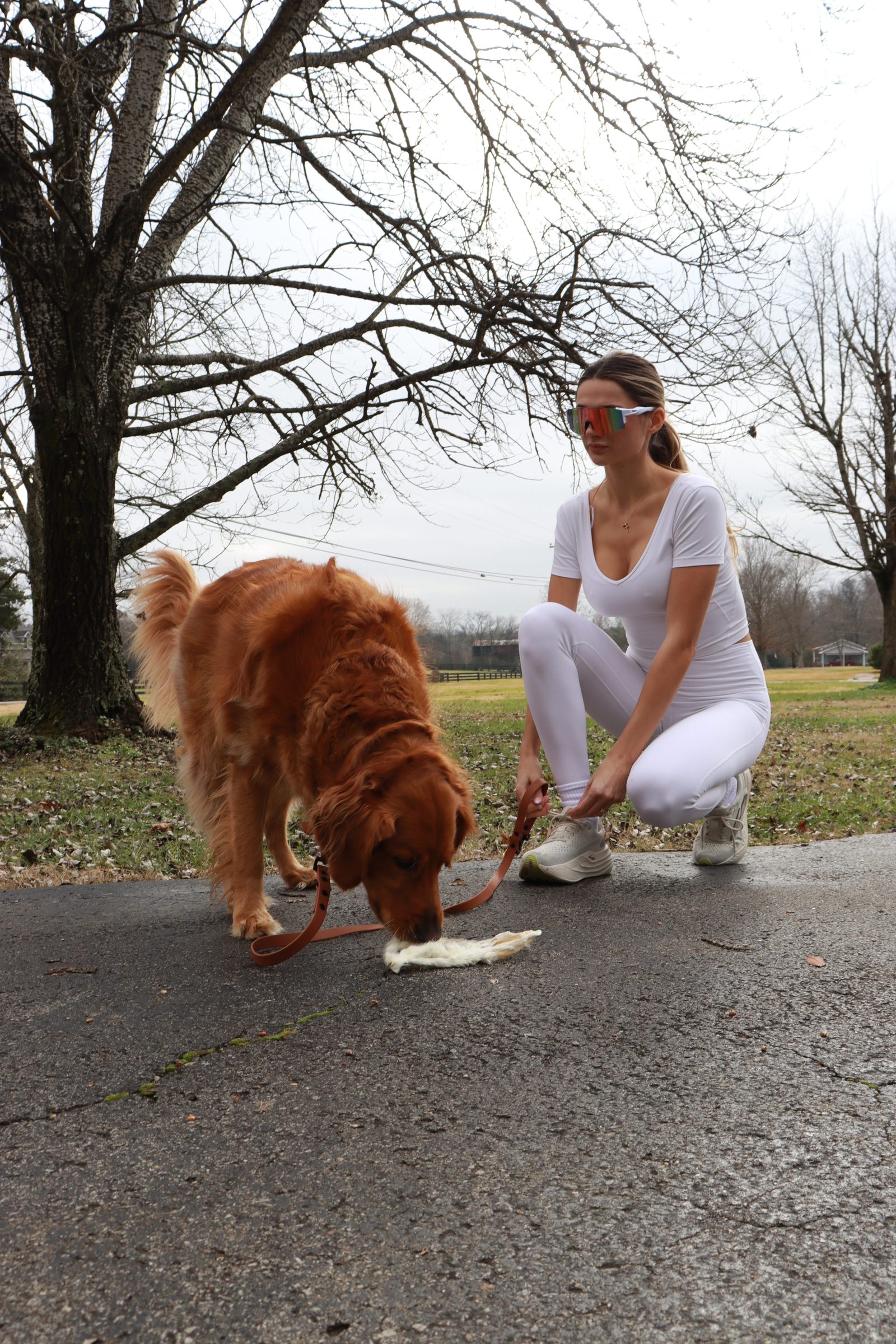 Golden retriever on a walk with chew