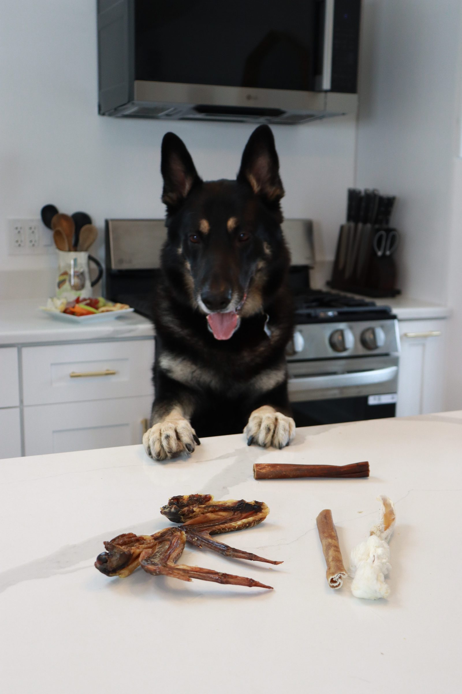 german shepherd working through an endurance chew in a sunlit kitchen
