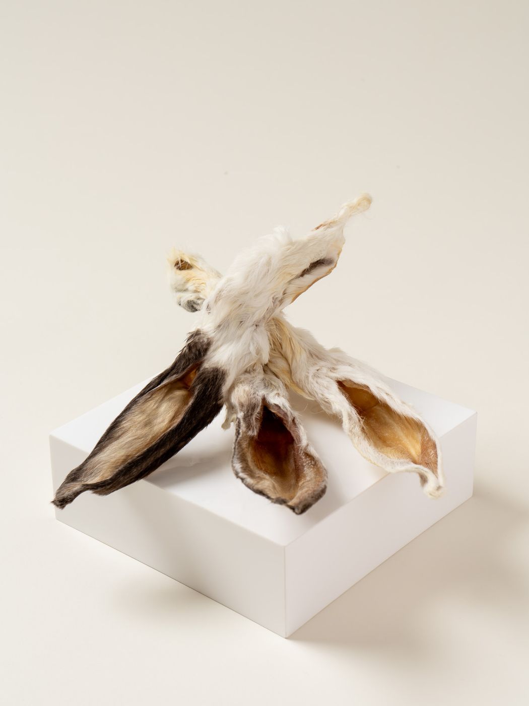 navan single-ingredient rabbit ear chews on a pedestal