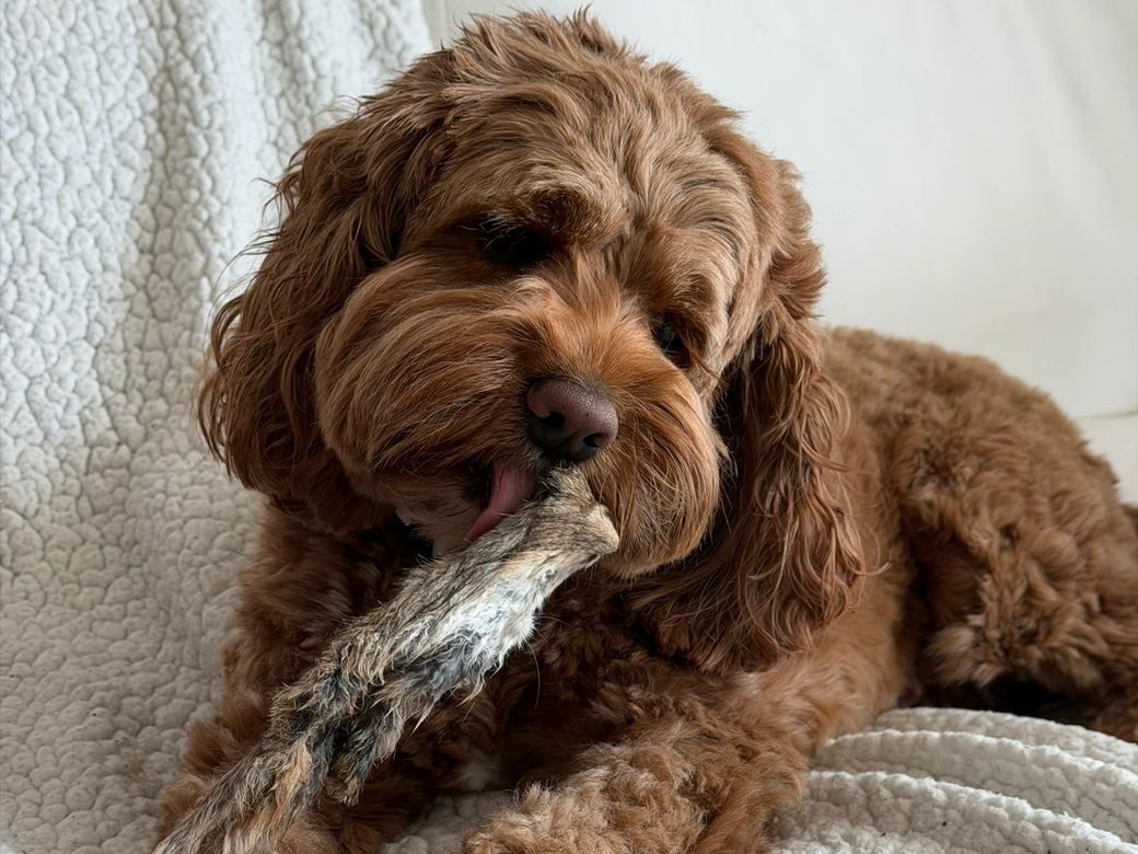 a cavapoo chewing a single-ingredient navan chew on the couch