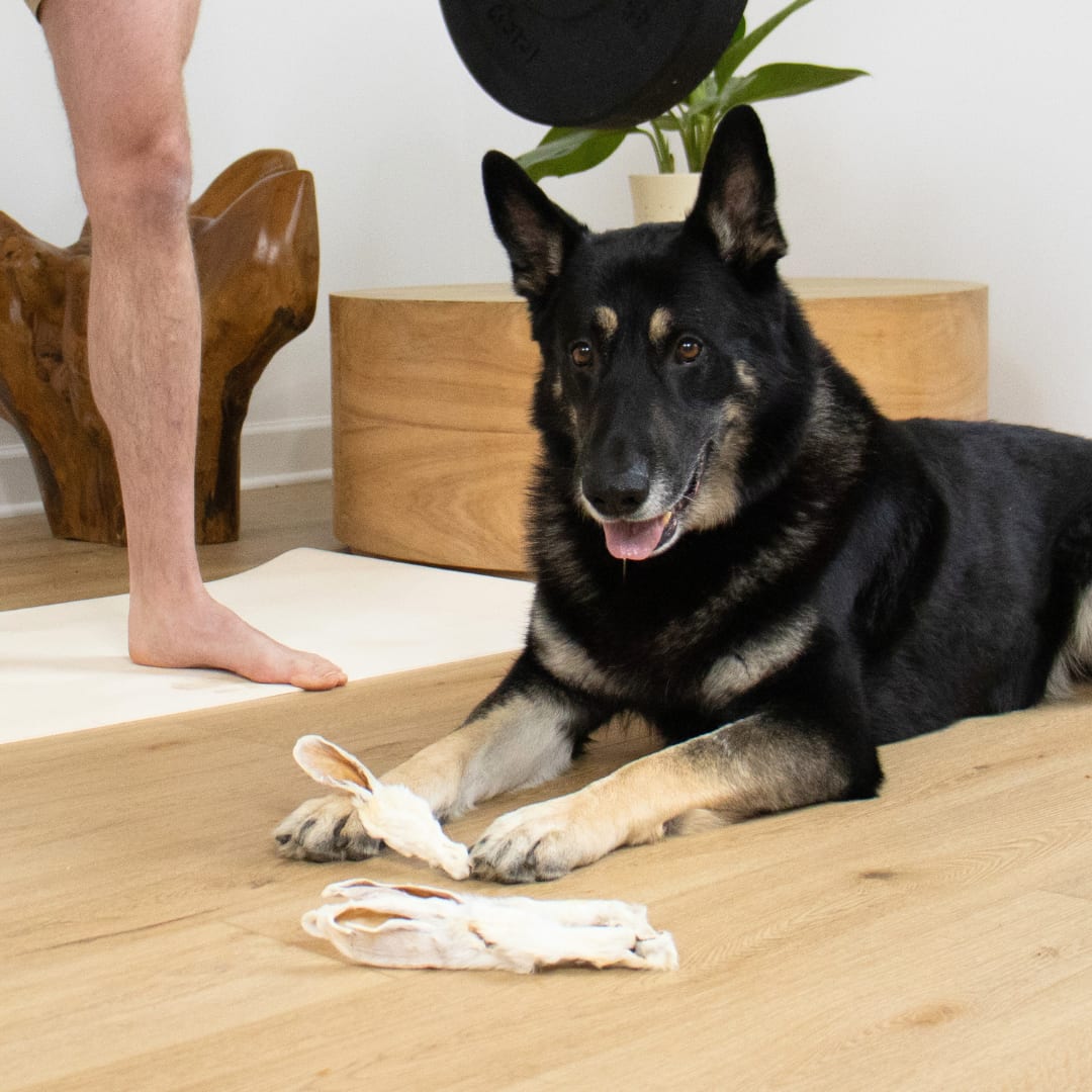 dog chewing a navan rabbit ear at home