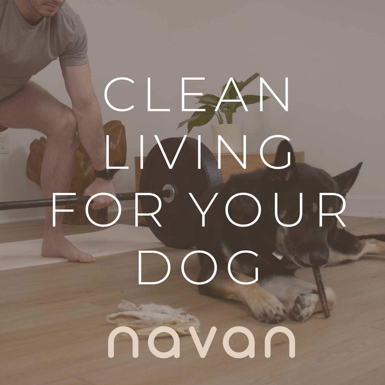 clean living for your dog — rabbit ears lifestyle
