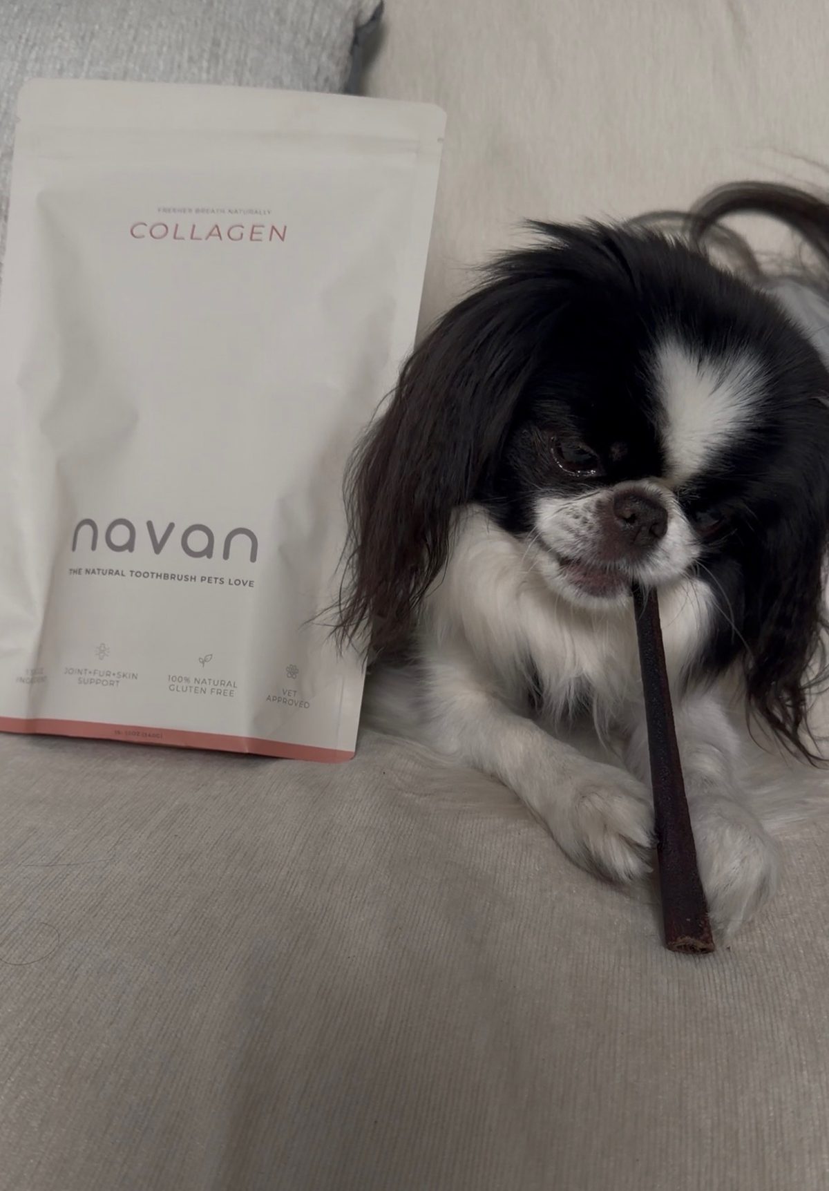 japanese chin chewing a collagen stick on a couch next to the collagen bag