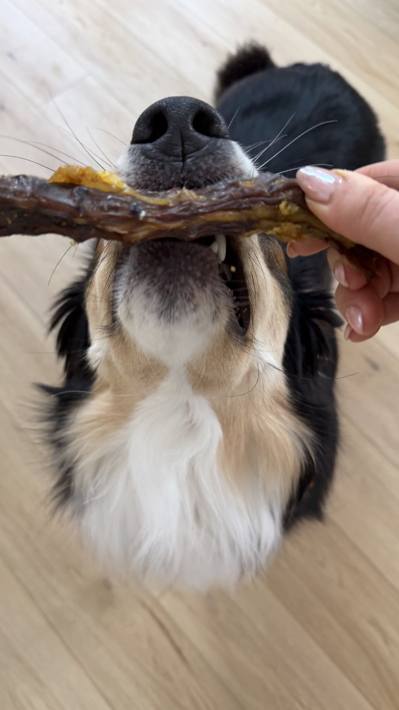 tricolor dog chewing a beef collagen stick at home