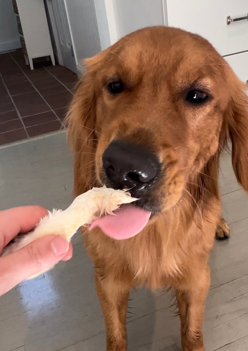 golden retriever licking a rabbit ear chew at home