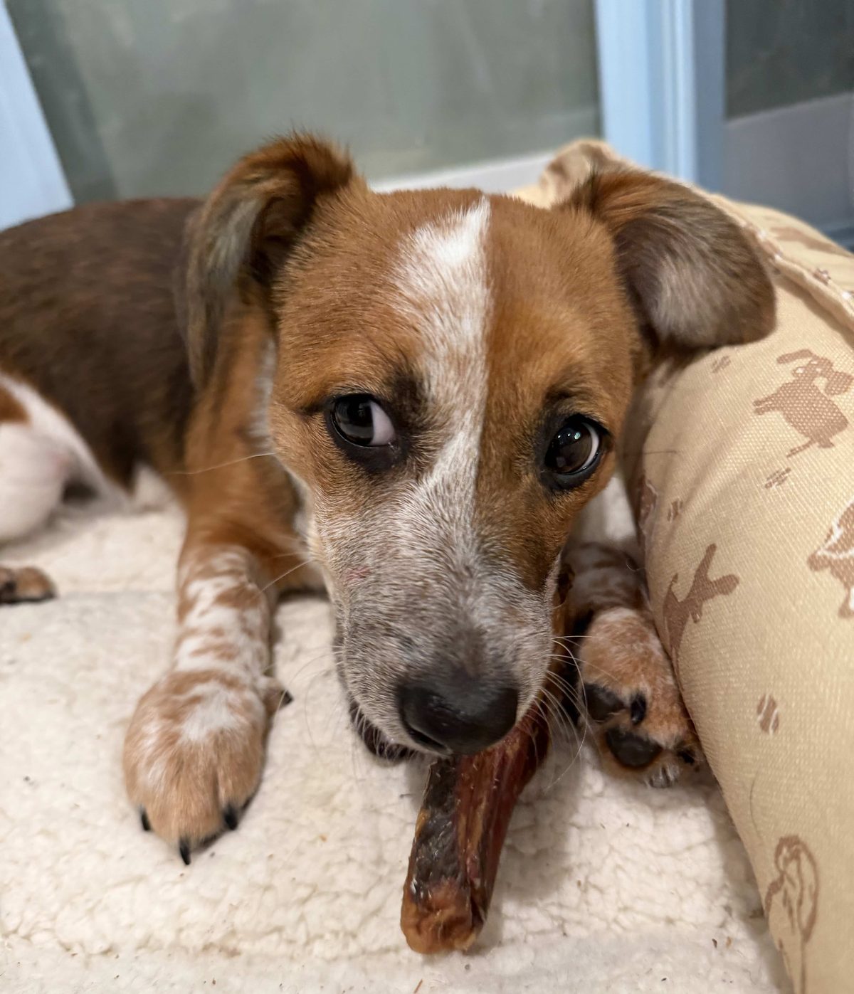 jack russell mix chewing a collagen stick at home