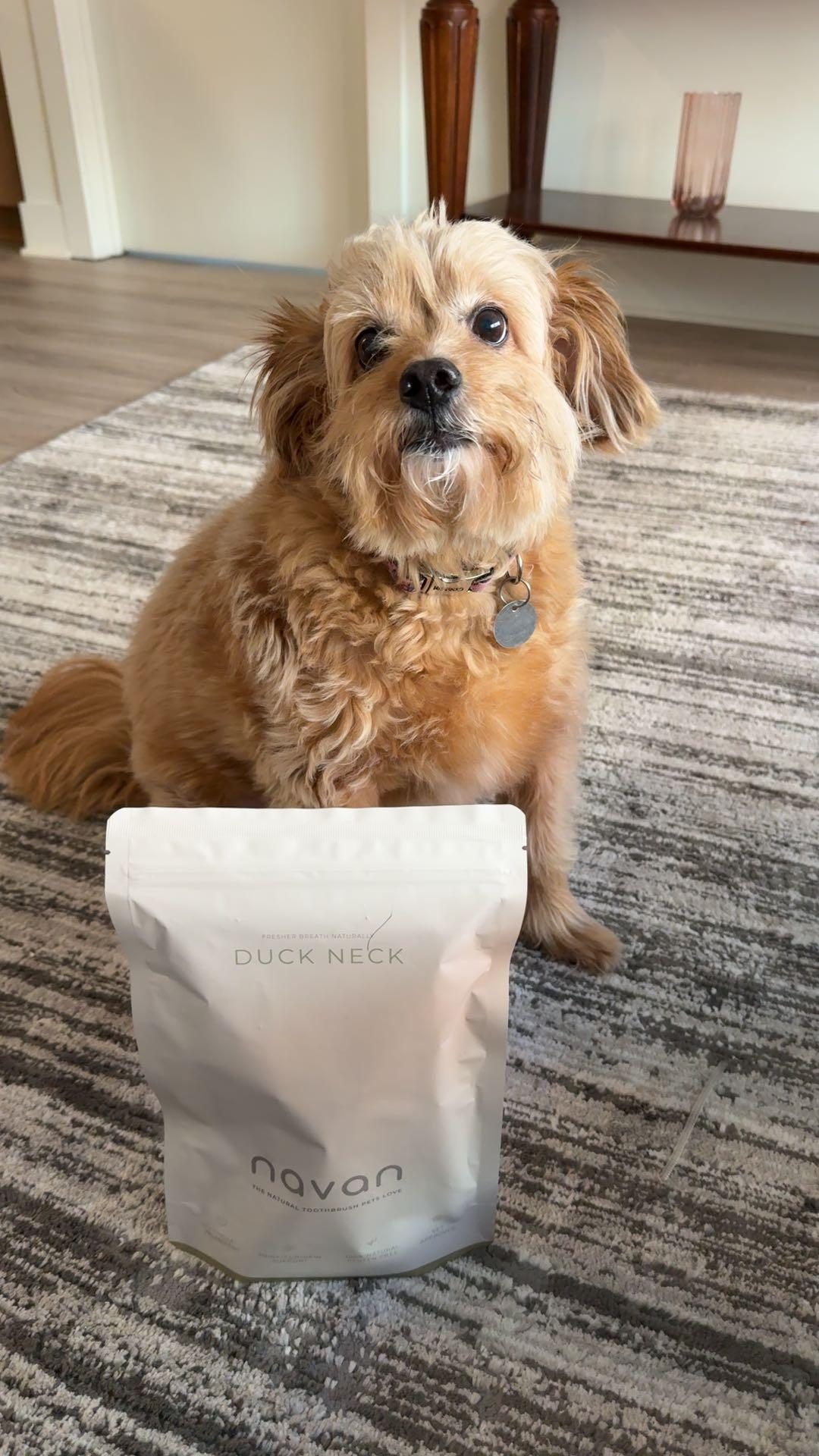 small yorkie/poodle mix posing next to the duck neck bag at home