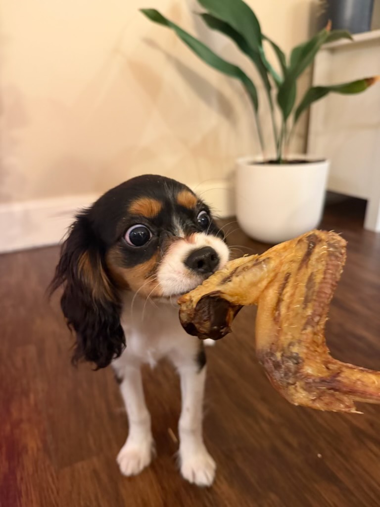 cavalier king charles puppy holding a duck wing chew at home
