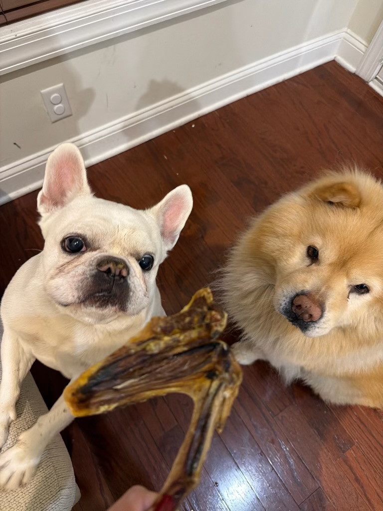 french bulldog and chow chow with a navan duck wing chew