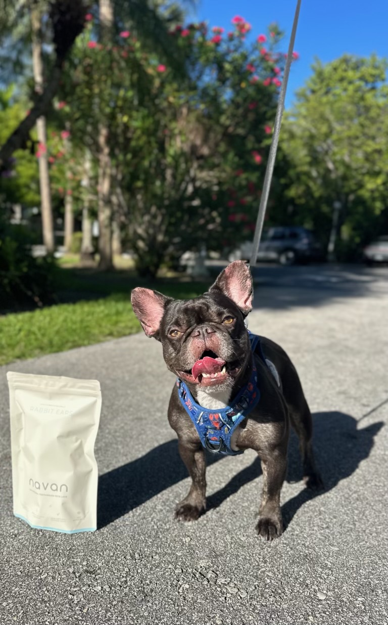 french bulldog on a walk next to the rabbit ears bag