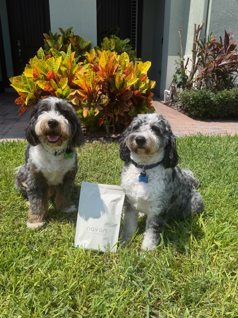 two bernedoodles sitting in the yard next to a navan bag