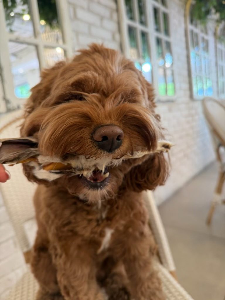 cavapoo chewing a rabbit ear in a bright sunroom